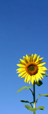 Reframe It and Reclaim It Now With Hypnotherapy, Carolyn Hill, Certified Hynotherapist, LA Reframe It and Reclaim It Now With Hypnotherapy, Carolyn Hill, Certified Hynotherapist, LA